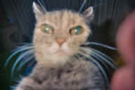 Kitty @ 16 yrs 2003.jpg (48529 bytes)